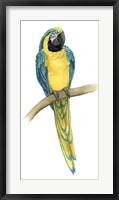 Framed Teal Macaw II