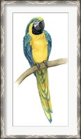 Framed Teal Macaw II