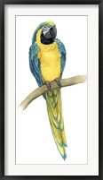 Framed Teal Macaw II