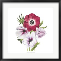 Anemone Blooms I Framed Print