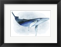 Framed Watercolor Humpback I