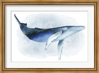 Framed Watercolor Humpback I