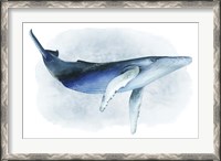 Framed Watercolor Humpback I