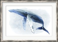 Framed Watercolor Humpback II