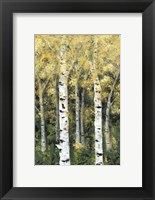 Framed Birch Treeline II