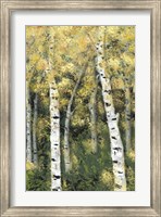 Framed Birch Treeline III