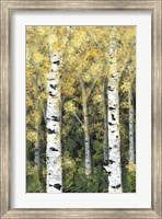 Framed Birch Treeline I