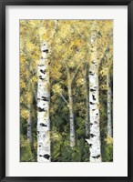 Framed Birch Treeline I