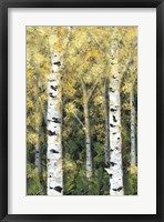Framed Birch Treeline I