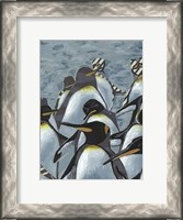 Framed Colony of Penguins I