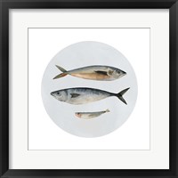 Framed 'Three Fish I' border=