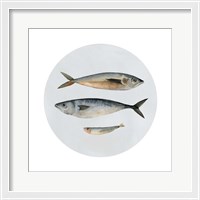 Framed Three Fish I