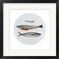Framed 'Three Fish II' border=