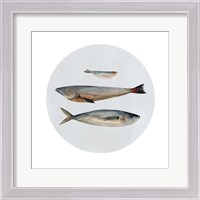 Framed Three Fish II