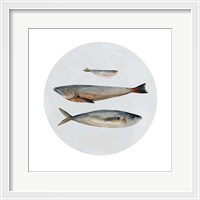 Framed Three Fish II