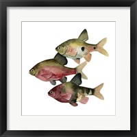 Framed 'Rainbow Fish I' border=