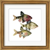 Framed 'Rainbow Fish II' border=