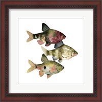 Framed 'Rainbow Fish II' border=