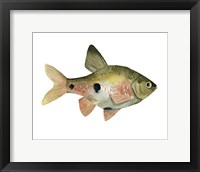 Framed Rainbow Fish III