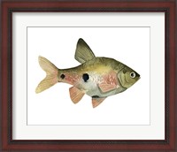 Framed Rainbow Fish III