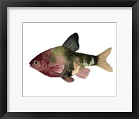 Framed Rainbow Fish IV