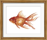 Framed Ornamental Goldfish I