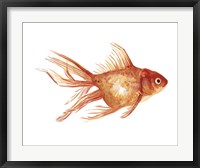 Framed Ornamental Goldfish II