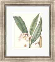 Framed 'Soft Tropical II' border=