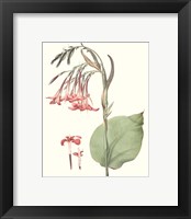 Framed 'Soft Tropical III' border=