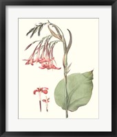 Soft Tropical III Framed Print