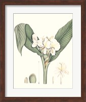 Framed Soft Tropical V