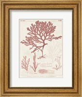 Framed Antique Coral Seaweed II