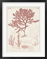 Framed Antique Coral Seaweed II