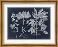 Framed Foliage on Navy VI