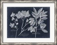 Framed Foliage on Navy VI