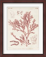 Framed Antique Coral Seaweed I