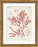 Framed Antique Coral Seaweed I