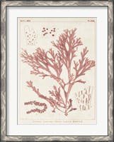 Framed Antique Coral Seaweed I