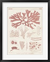 Antique Coral Seaweed III Framed Print