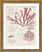 Framed Antique Coral Seaweed IV