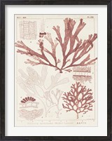 Framed Antique Coral Seaweed IV