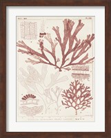Framed Antique Coral Seaweed IV