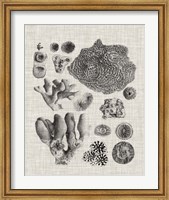 Framed Coral Specimen II