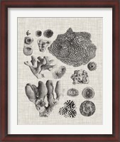 Framed Coral Specimen II