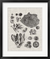 Coral Specimen II Framed Print