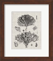 Framed 'Coral Specimen III' border=