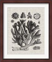 Framed Coral Specimen IV
