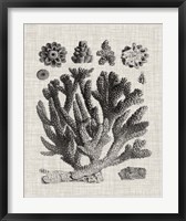 Framed Coral Specimen IV