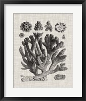 Coral Specimen IV Framed Print