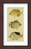 Framed Trio of Tropical Fish I